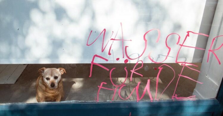 Wasser trinken Hunde Berlin Sommer