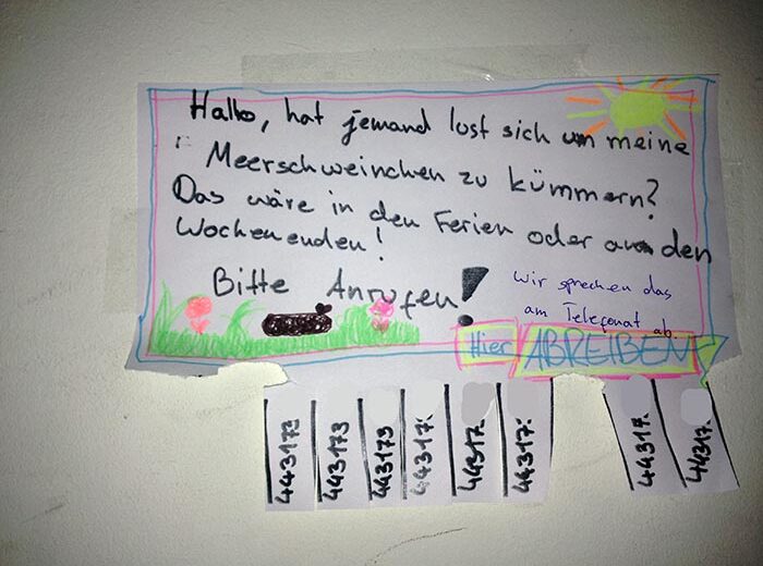 Meerschweinchen Berlin