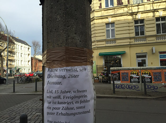 katze entlaufen berlin was tun?