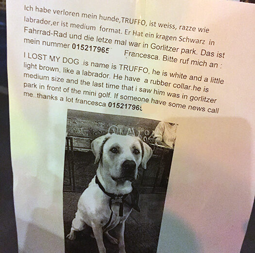 Hund verloren in Berlin