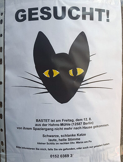 Katze vermisst Berlin