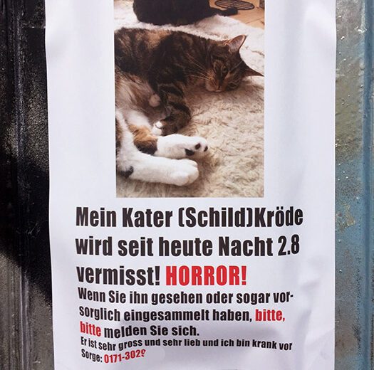 Katze vermisst Berlin