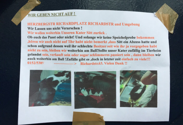 Katze Tierheim Berlin