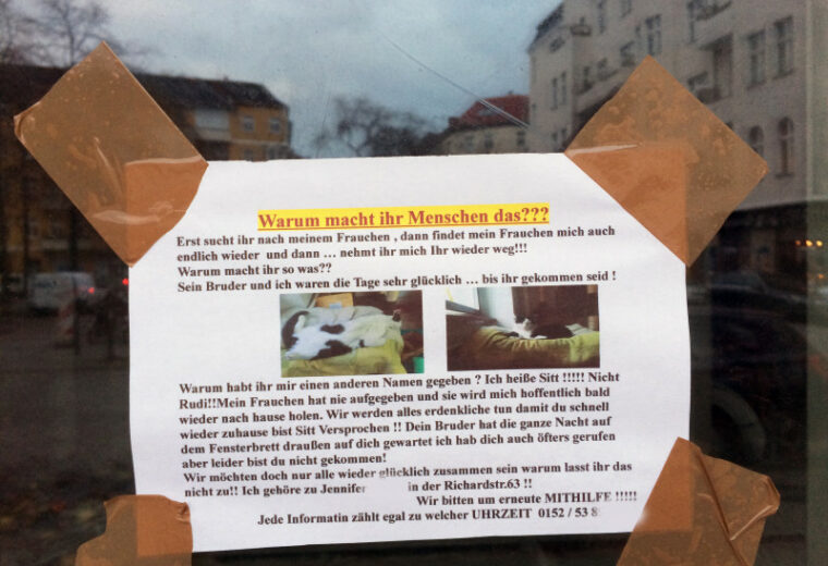 Katze verschwunden Berlin