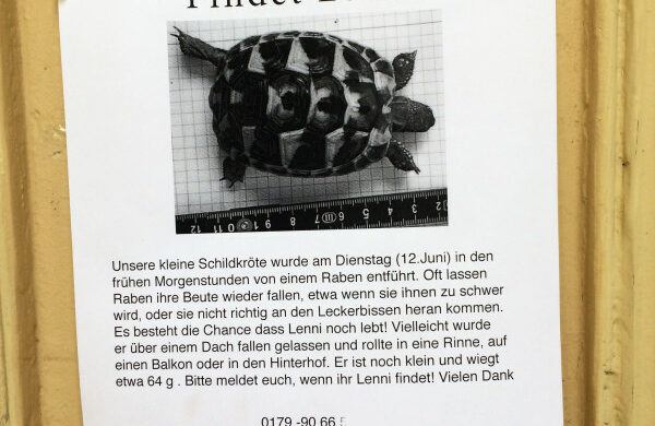 Schildkröten Berlin