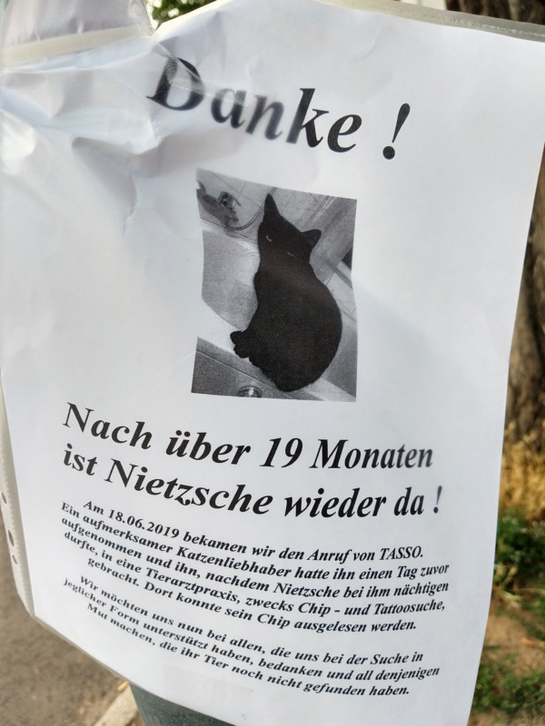 Katze gefunden Berlin