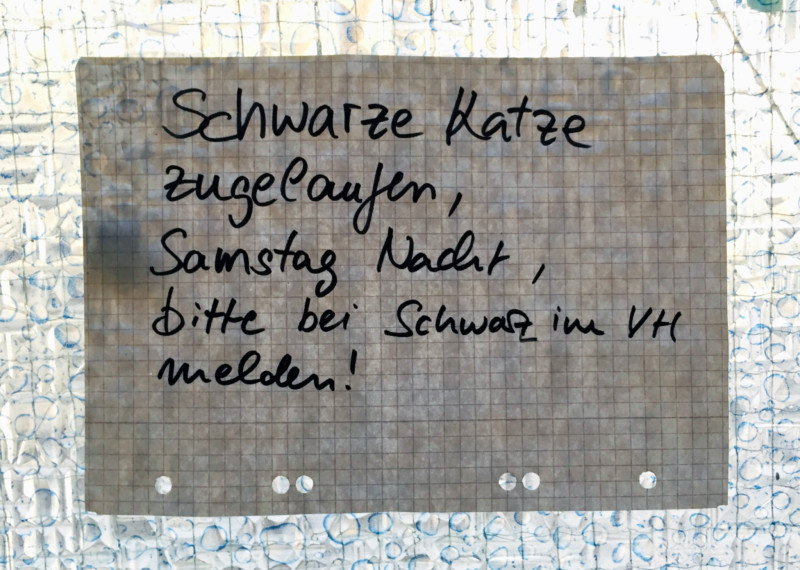 schwarze katze