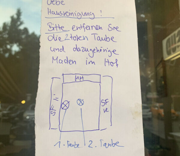 Tauben in Berlin