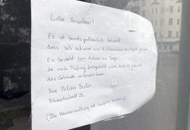 Eichhörnchen Berlin