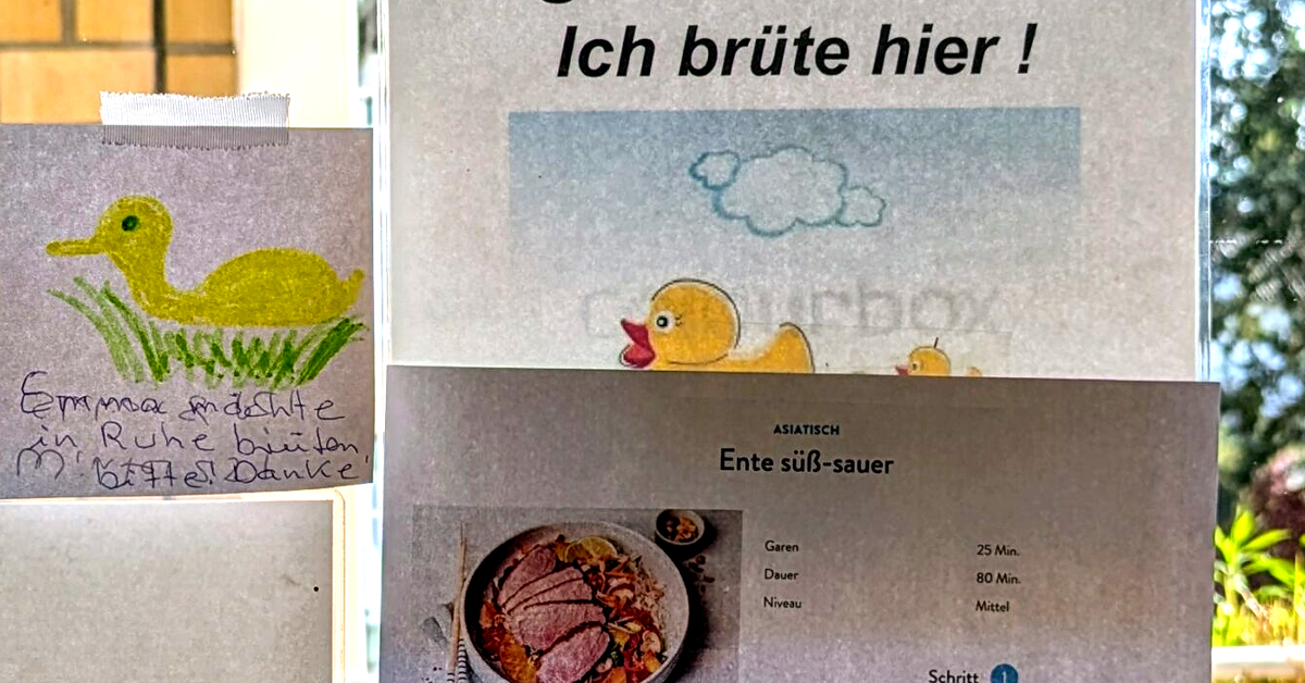 Brütende Ente im Innenhof – Pläne für danach gibt’s auch schon: